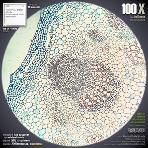 Haz vascular colateral abierto